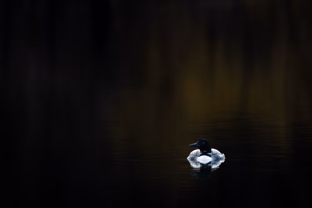 A common loon floating on a still lake in front of a subtle reflection of yellow leaves