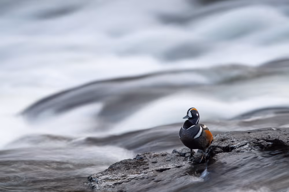 A male harlequin duck stands on a rock with rushing rapids behind him, blurred out with a long exposure