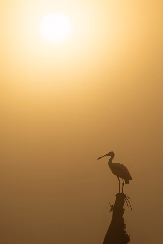 Silhouette of a roseate spoonbill perched on top of a tree with the rising sun behind it