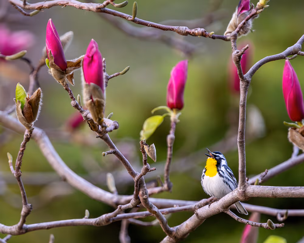 A yellow-throated warbler perched on a branch, singing, surrounded by pink magnolia buds