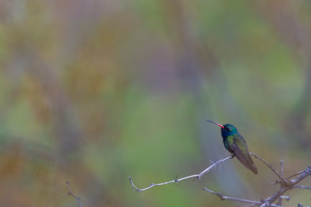 A broad-billed humming bird perched on a branch