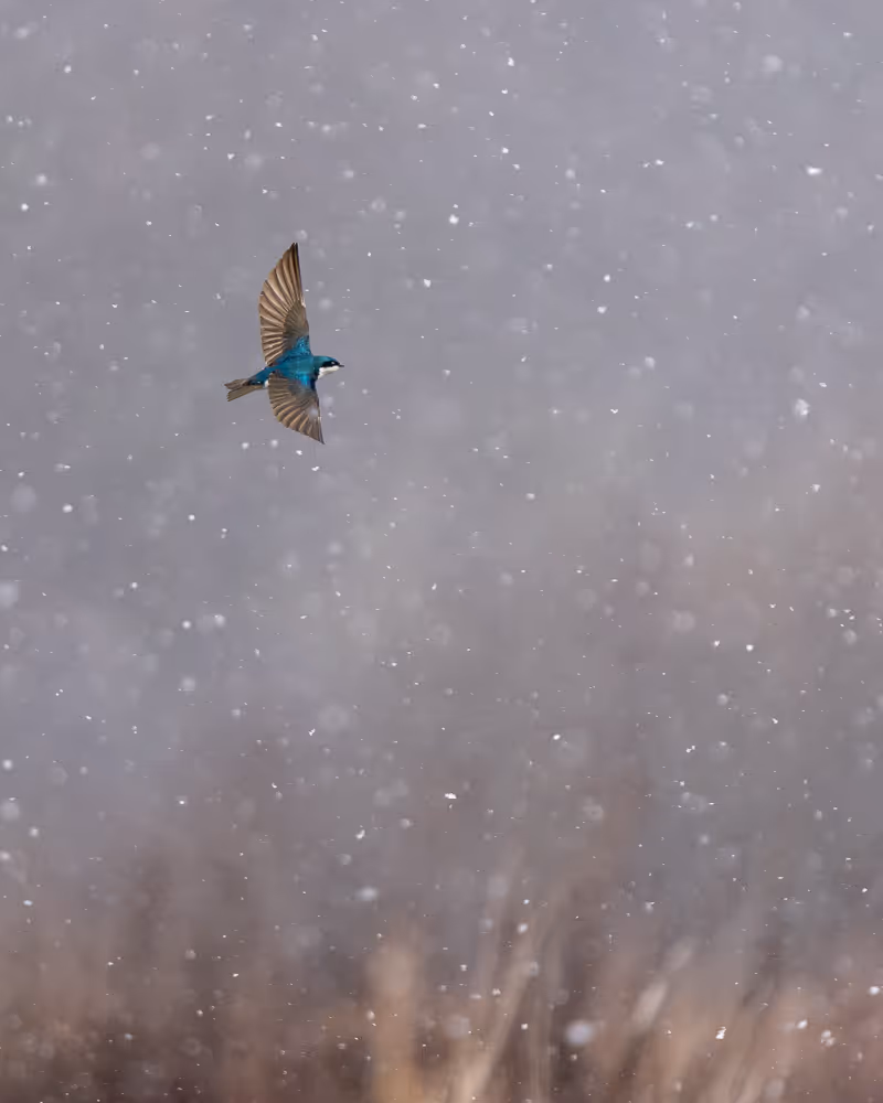 A tree swallow flying amongst falling snowflakes