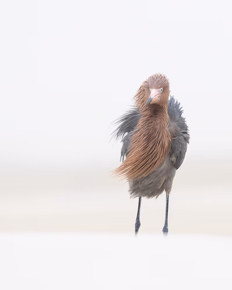 A reddish egret standing on the beach on a foggy morning with the breeze blowing its feathers