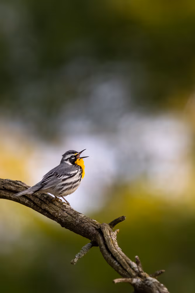 A yellow-throated warbler perched on a branch, singing in front of a bokeh background