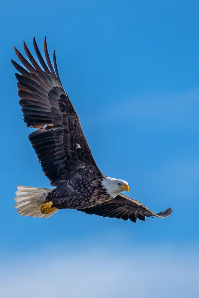 A bald eagle soars overhead with its wings fully spread, looking down at an angle