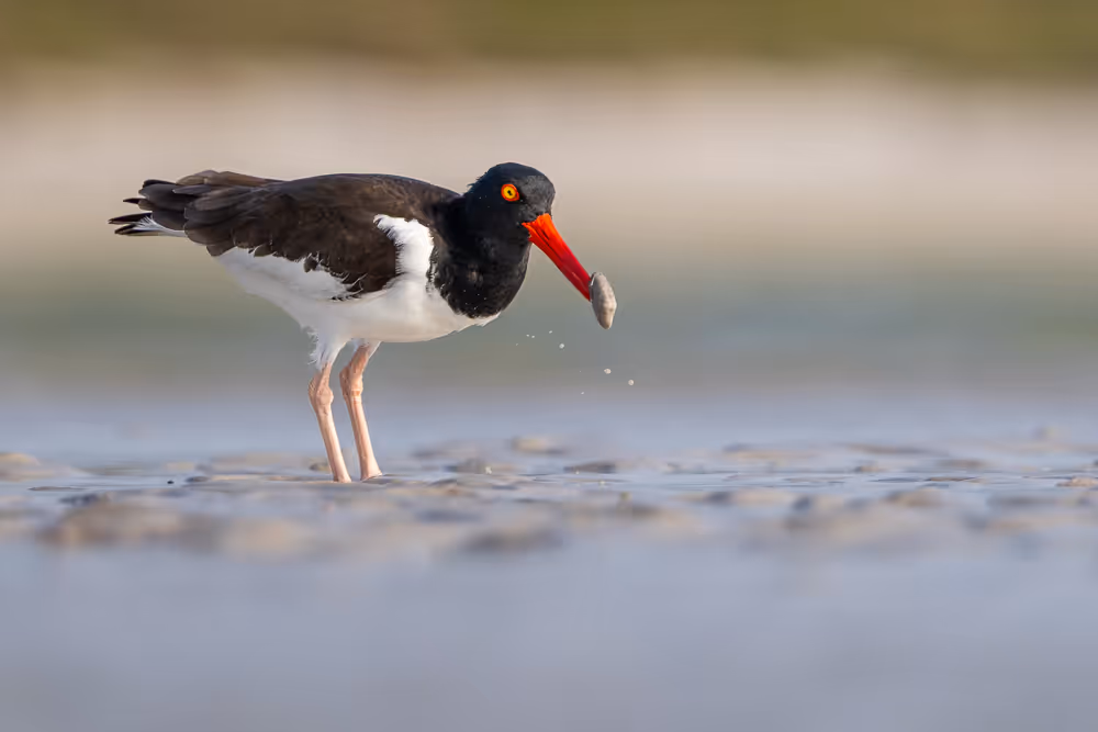 An American oystercatcher standing on the beach with a small oyster in its beak