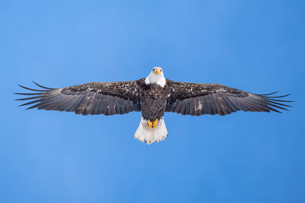 A bald eagle soars overhead in the blue sky, looking down, with its wings fully spread