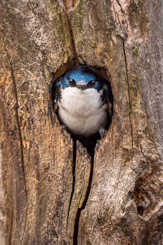 A tree swallow nestled in a hole in a tree, peeking out