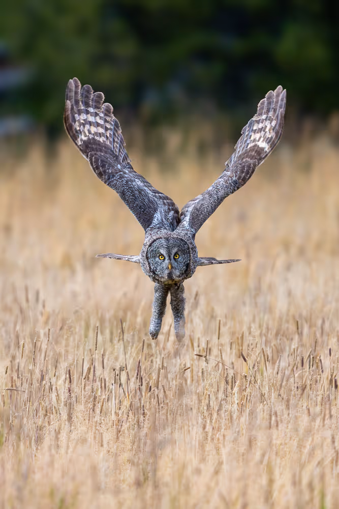 A great gray owl flying head on, over a field of golden grass