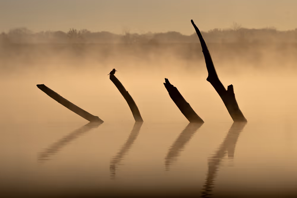 Silhouette of four large branches sticking out of a foggy lake, with a belted kingfisher perched atop one of them