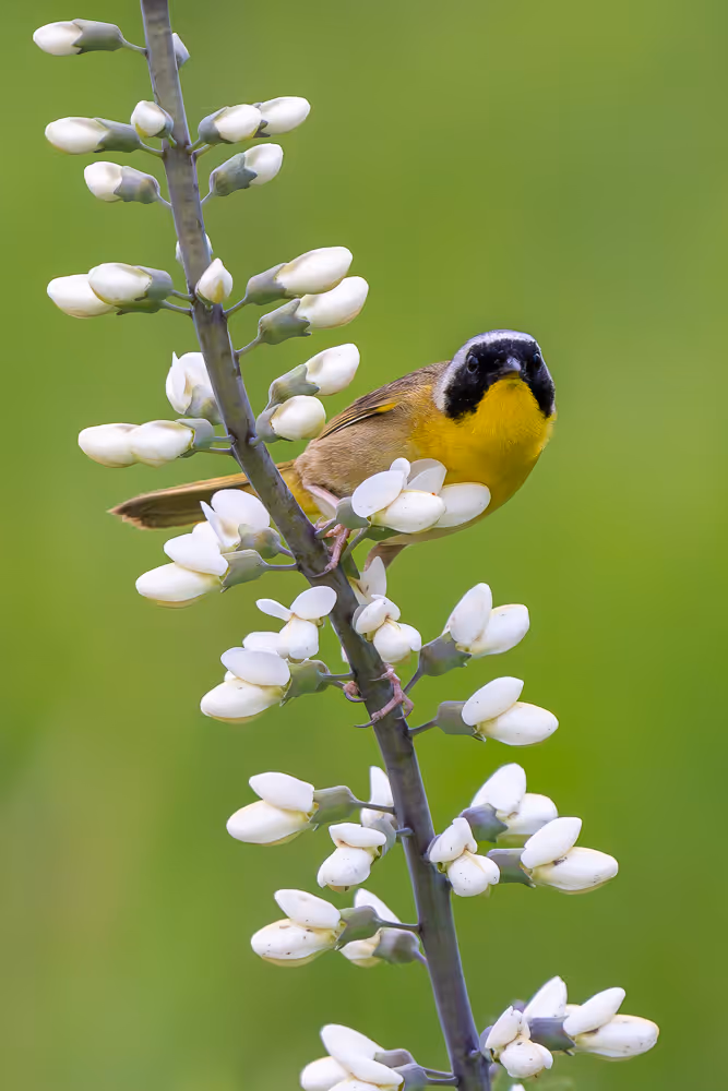 A common yellowthroat perched on a stalk of wild indigo