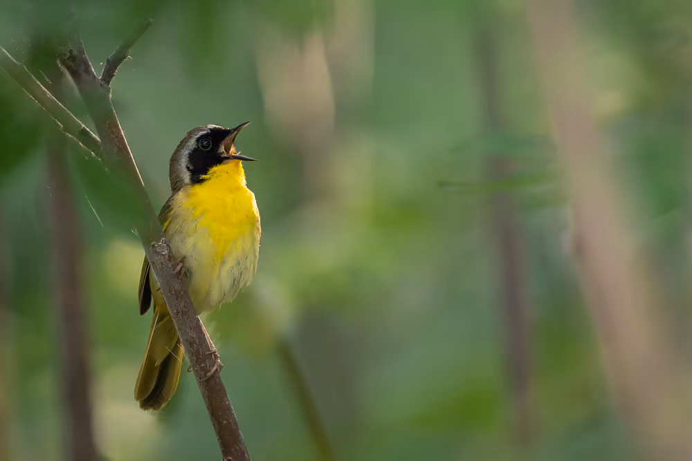 A common yellowthroat, singing, perched on a branch within the brush