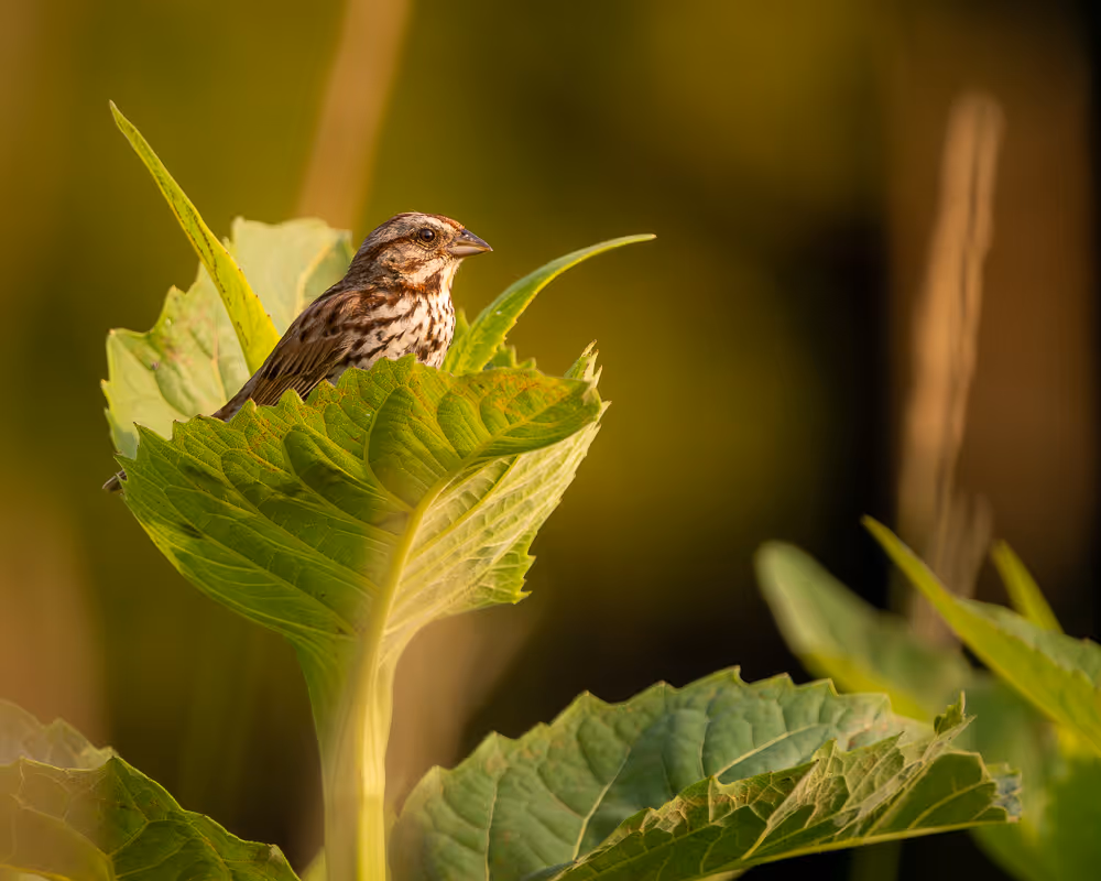 A song sparrow standing inside the top of a cup plant