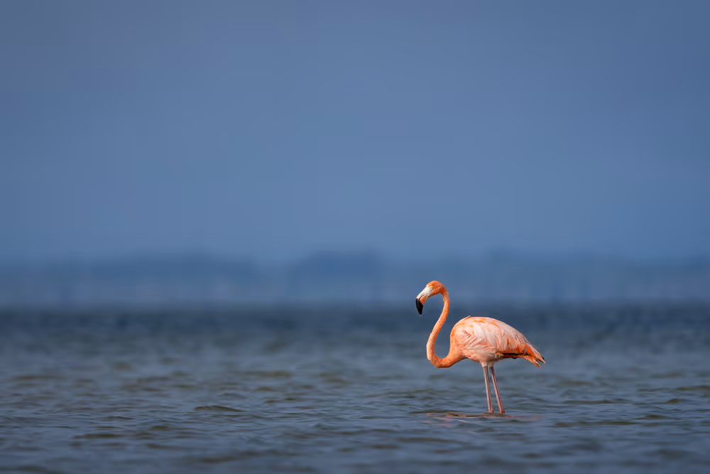 An American flamingo stands in shallow water
