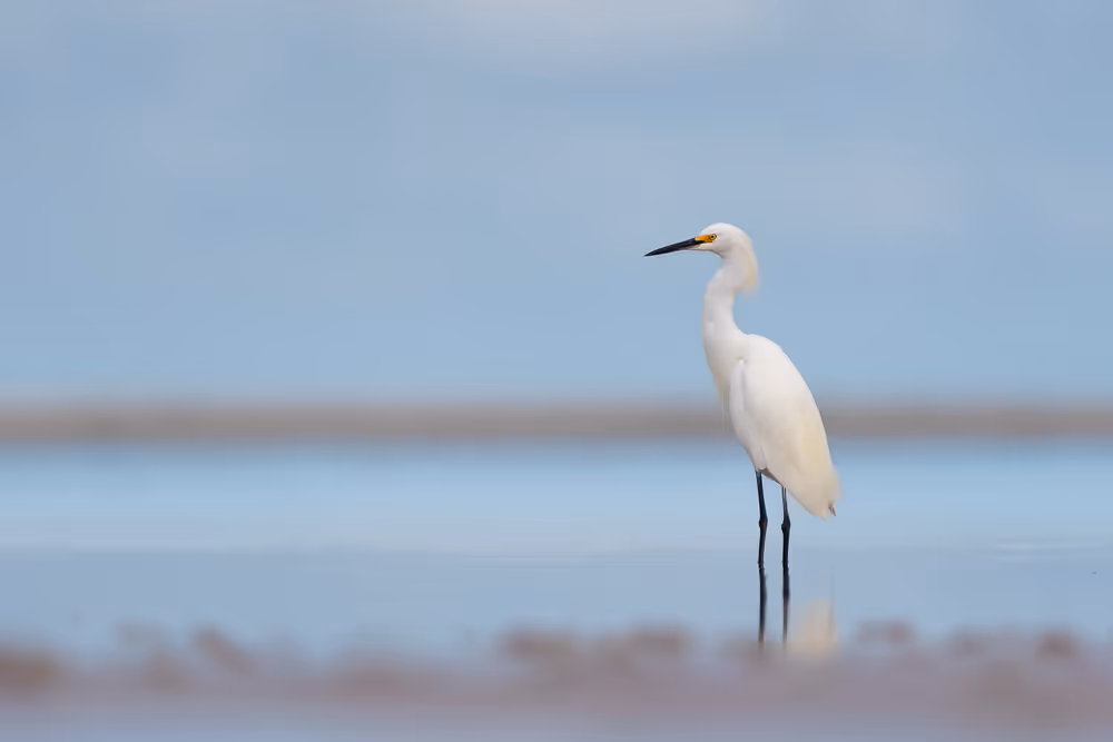 A snowy egret stands in a shallow tide pool on the beach