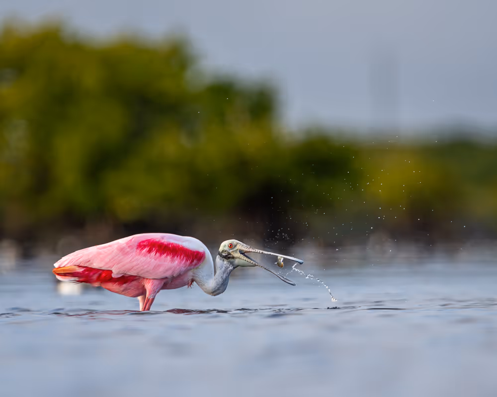 An action shot of a roseate spoonbill tossing a small fish into its mouth