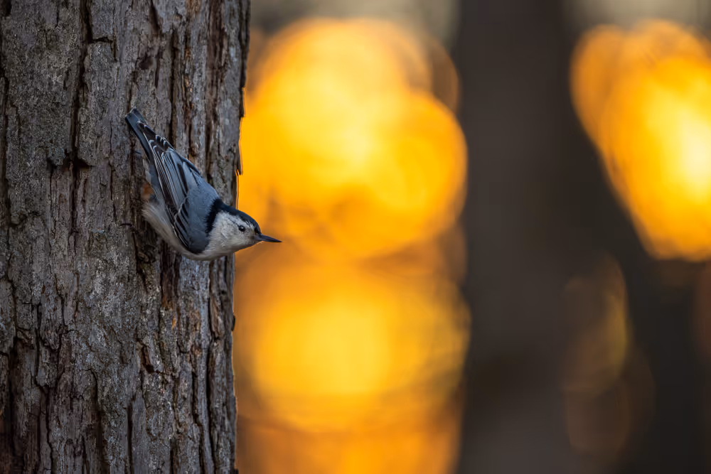 A white-breasted nuthatch perched vertically on a tree trunk with bokeh from the sunrise behind it