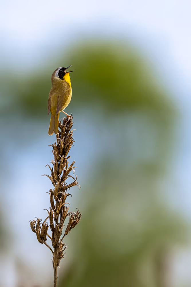 A common yellowthroat perched, singing, a top a dried plant