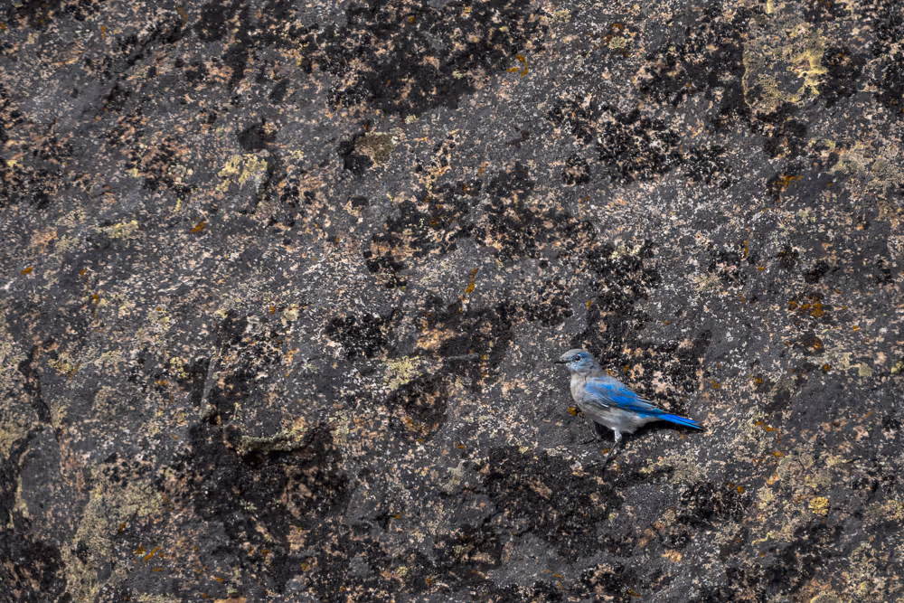 A mountain bluebird perched on the side of a large, mossy boulder