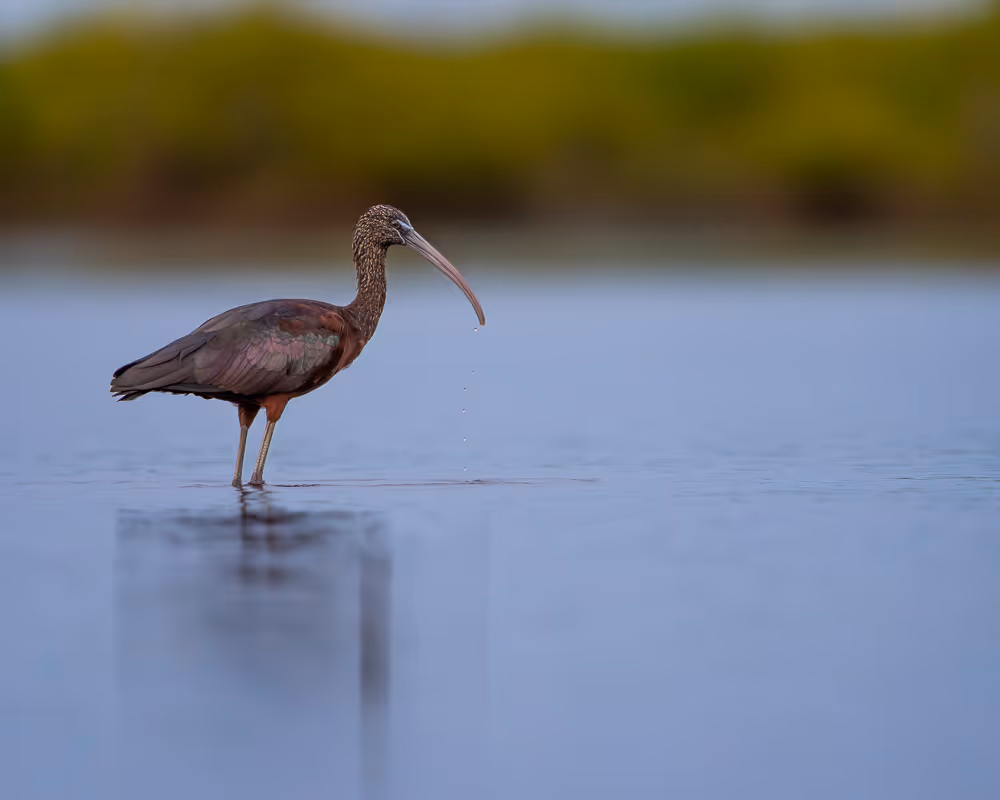 A glossy ibis standing in calm, shallow water