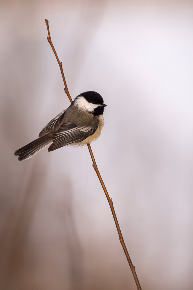 An adorable black-capped chickadee perched on a twig with some lovely bokeh behind it
