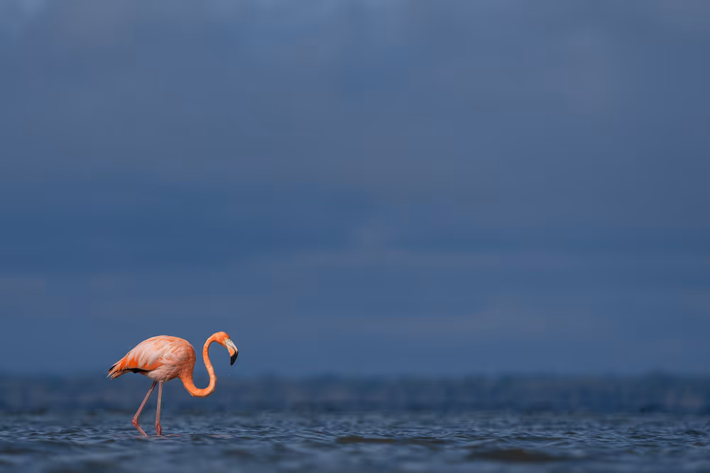 An American flamingo stands in shallow water
