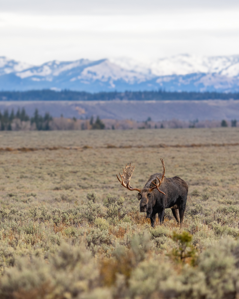 Hoback the moose in a field of sagebrush with the Tetons in the background