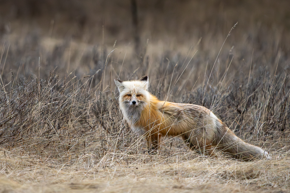A red fox pauses while hunting in a roadside field