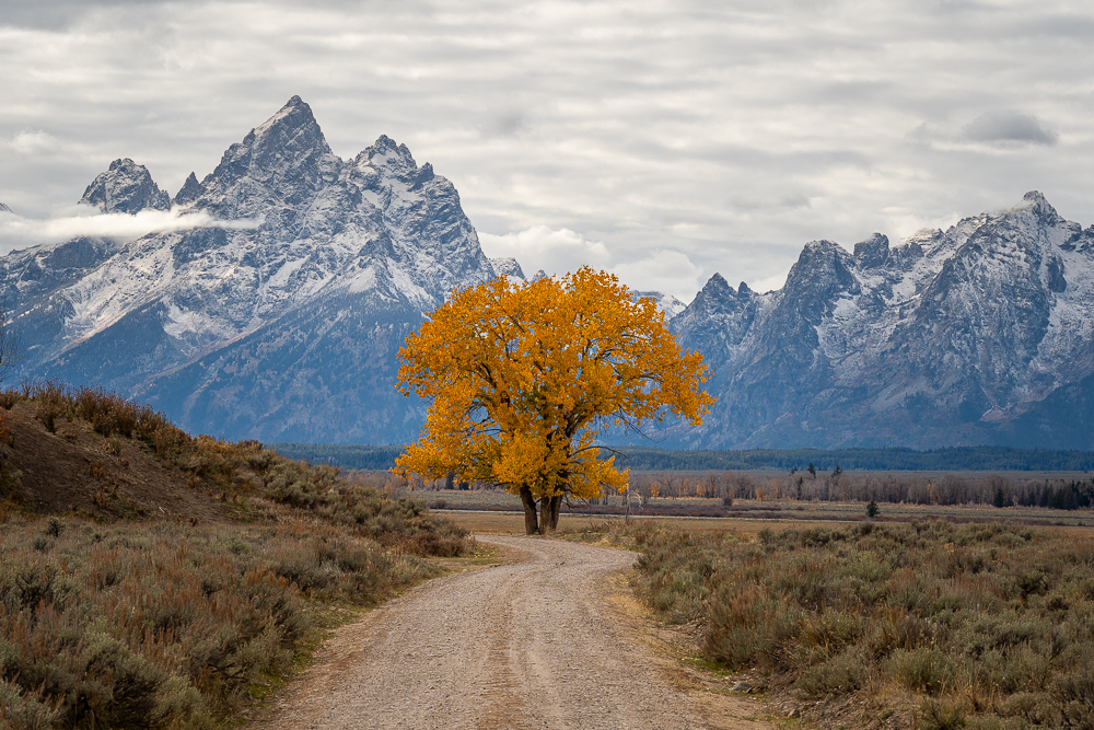 A beautiful cottonwood tree in its orange fall foliage along a gravel road with the Teton Range behind it