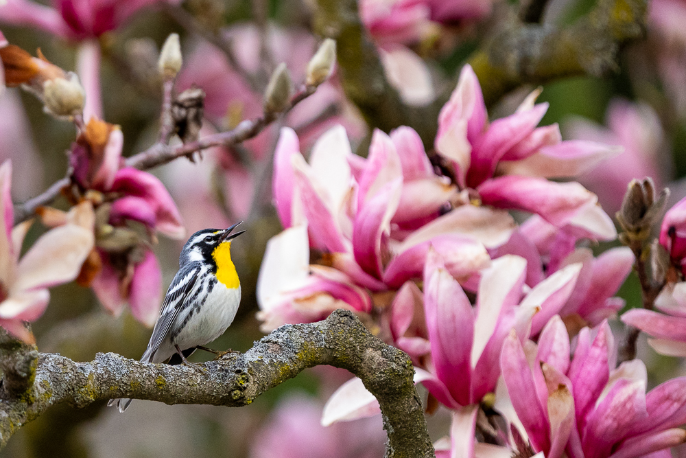A yellow-throated warbler perched on a branch surrounded by pink magnolia flowers