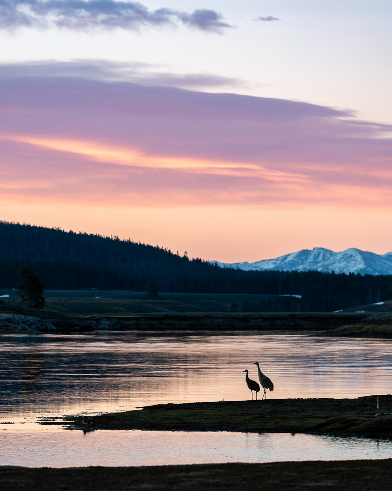 Silhouette of a pair of sandhill cranes along the river in Hayden Valley during sunrise