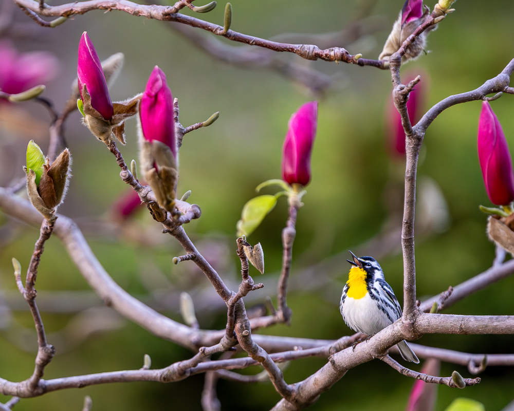 A yellow-throated warbler perched on a branch, singing, surrounded by pink magnolia buds