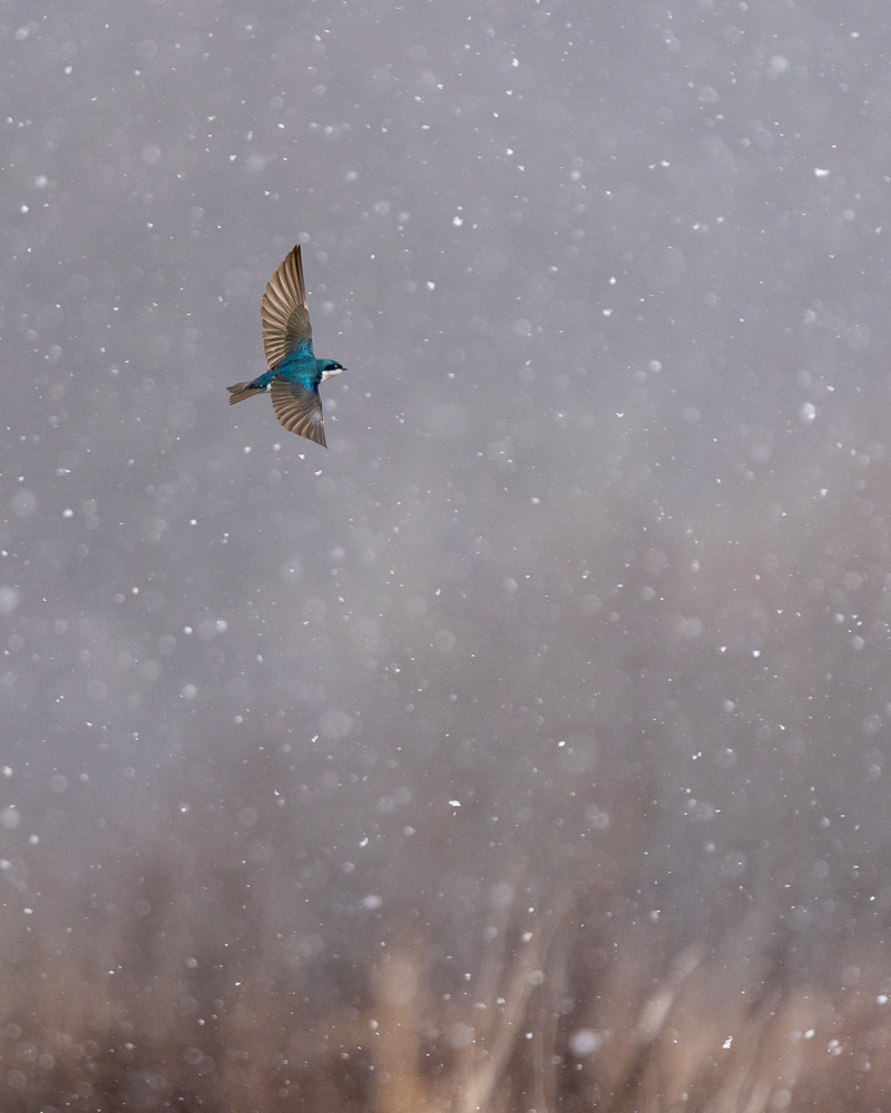 A tree swallow flying amongst falling snowflakes