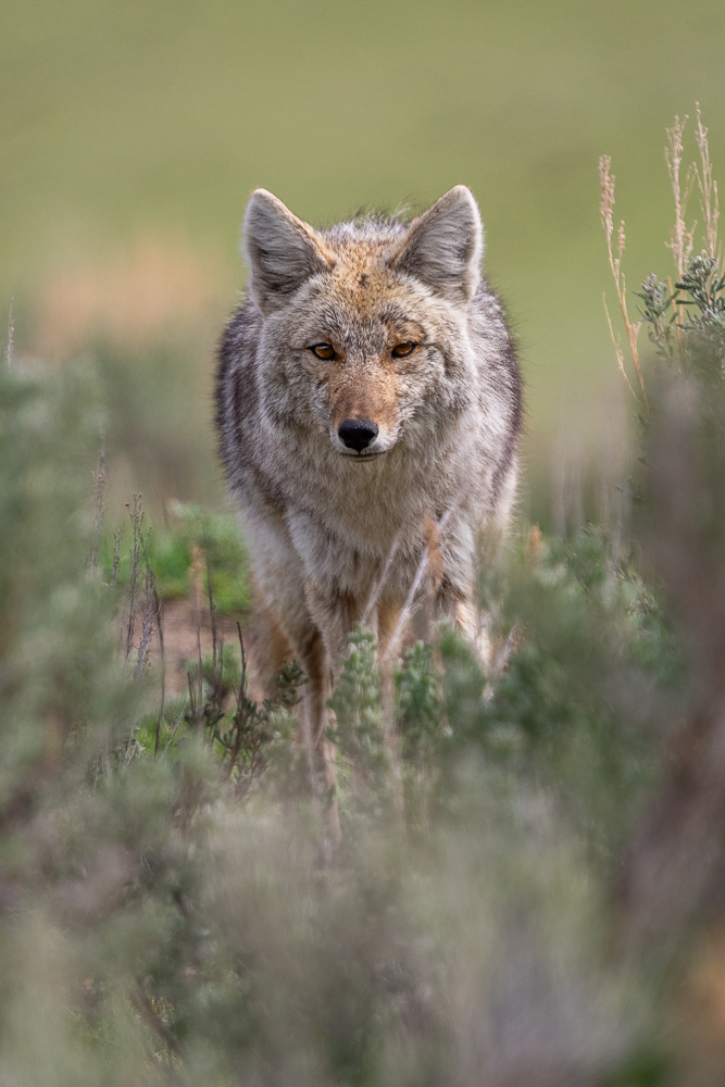 A head-on photo of a coyote stalking its prey amongst the sagebrush