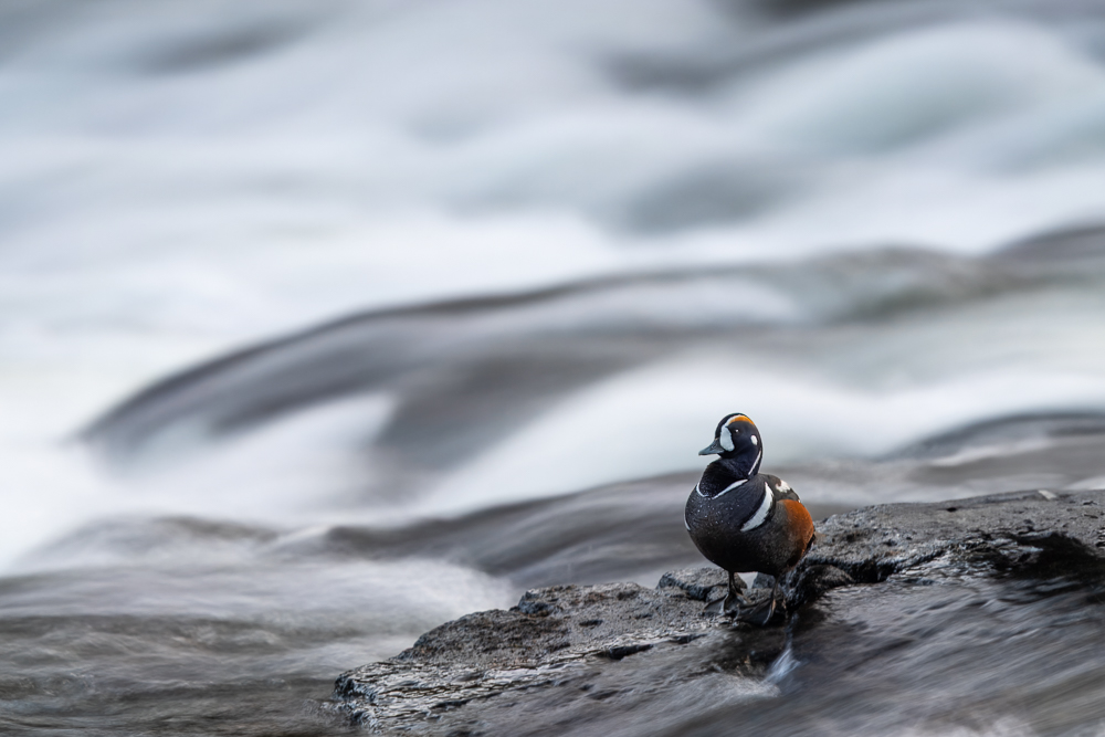 A male harlequin duck stands on a rock with rushing rapids behind him, blurred out with a long exposure