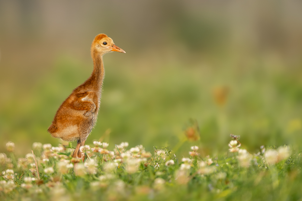 A very young sandhill colt standing amongst short grass and flowers