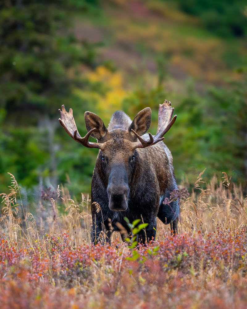 A bull moose walks through the colorful fall tundra in Alaska