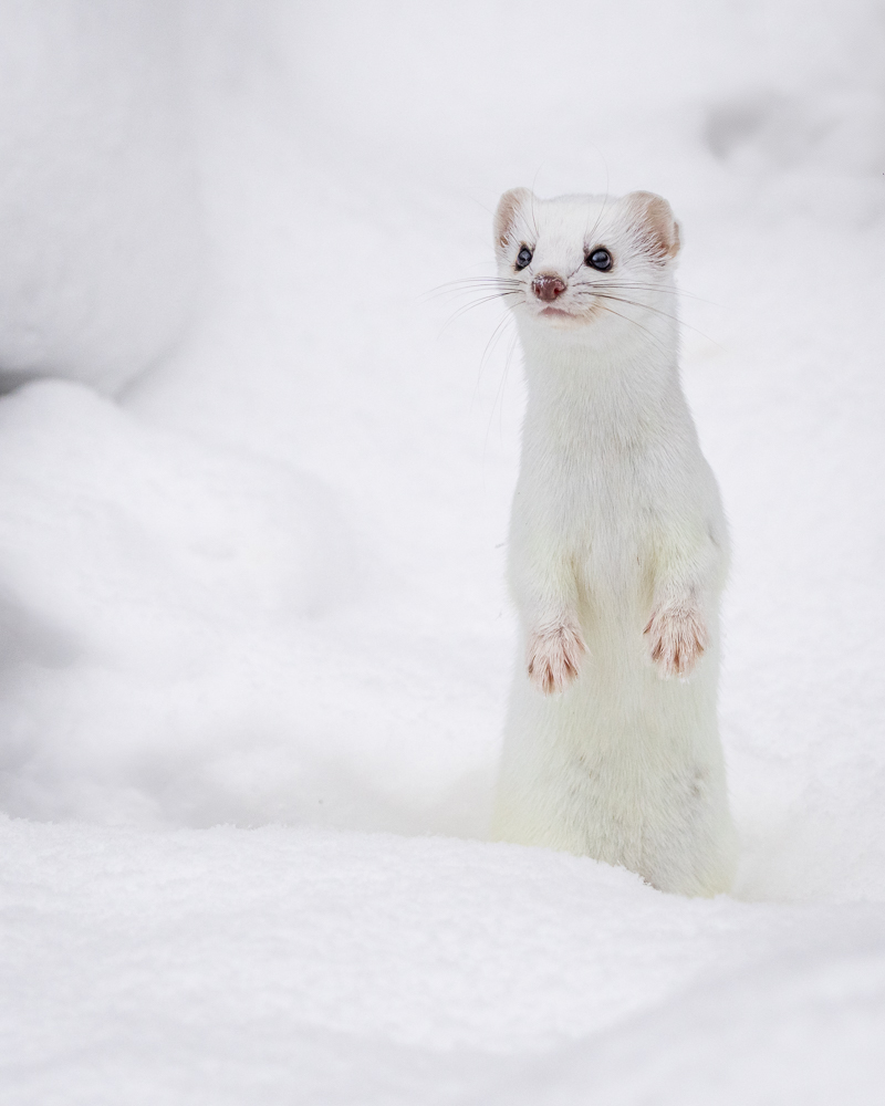 An ermine standing up surrounded by snow