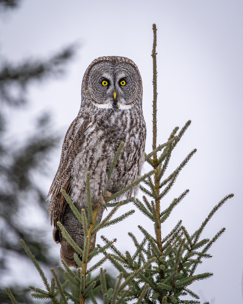 A great gray owl perched atop a pine tree