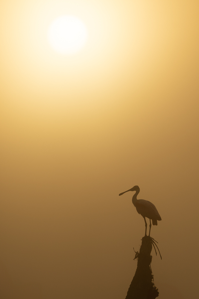 Silhouette of a roseate spoonbill perched on top of a tree with the rising sun behind it