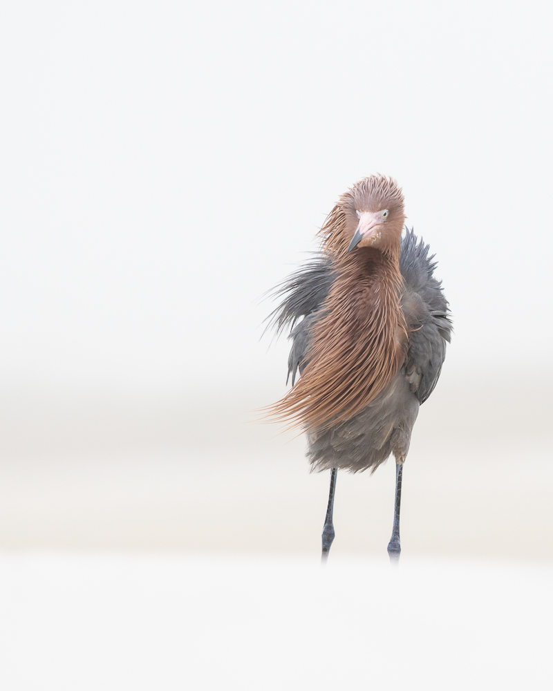 A reddish egret standing on the beach on a foggy morning with the breeze blowing its feathers