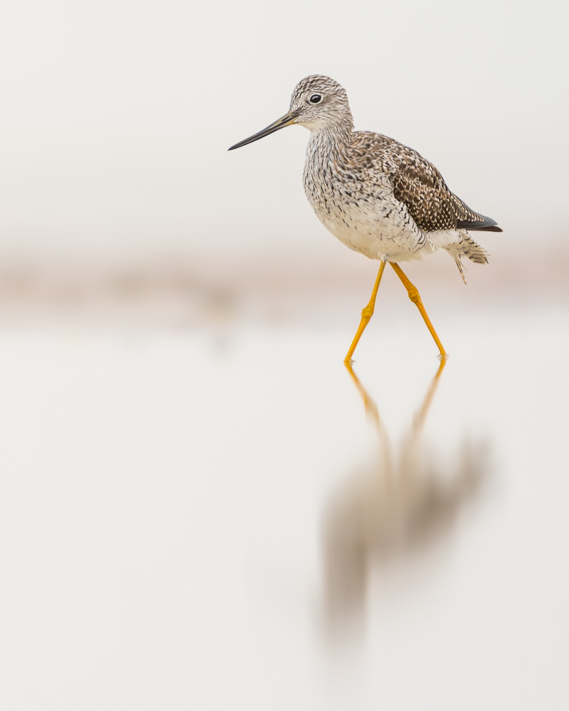A greater yellowlegs walks through a puddle on a beach on a foggy morning