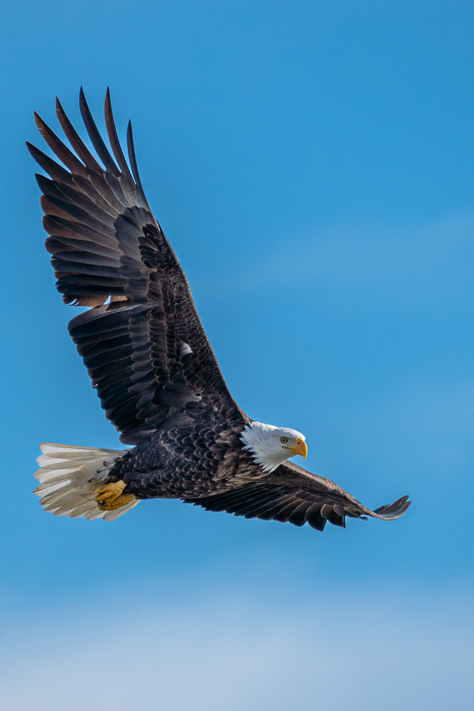 A bald eagle soars overhead with its wings fully spread, looking down at an angle