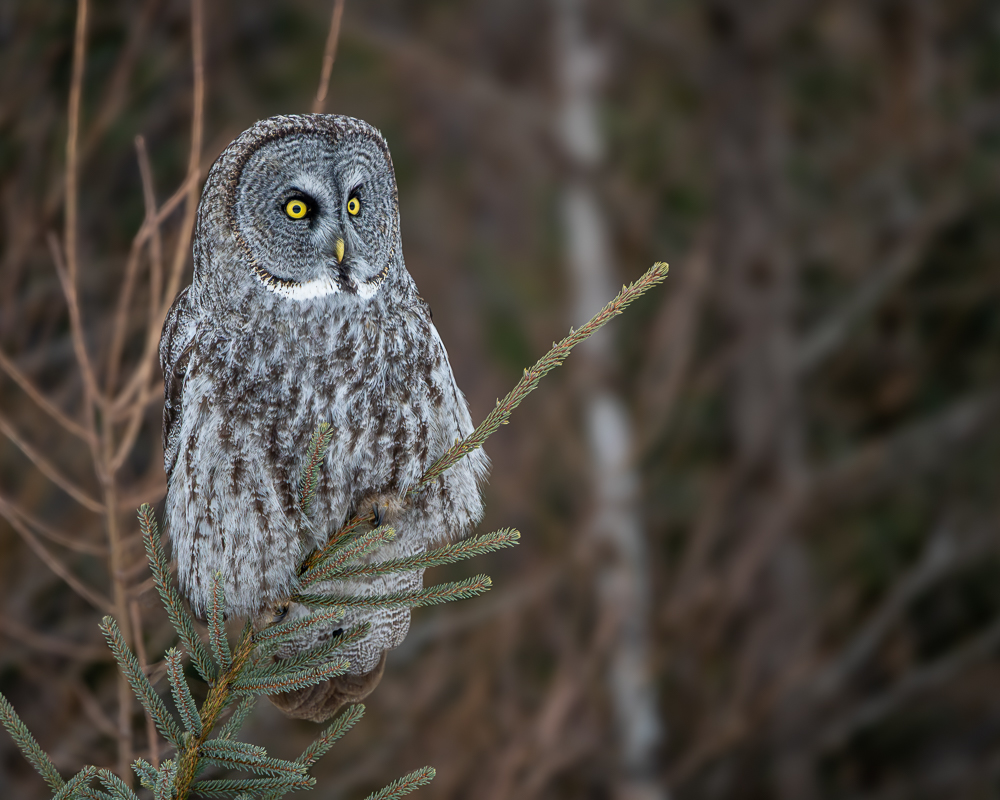 A great gray owl perched atop a pine tree