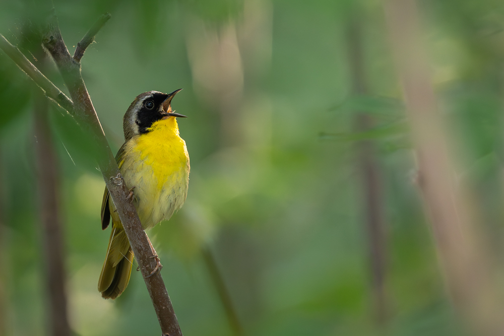 A common yellowthroat, singing, perched on a branch within the brush