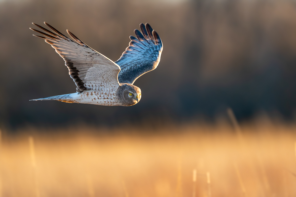 A male northern harrier, aka a gray ghost, soaring over a field of golden grass