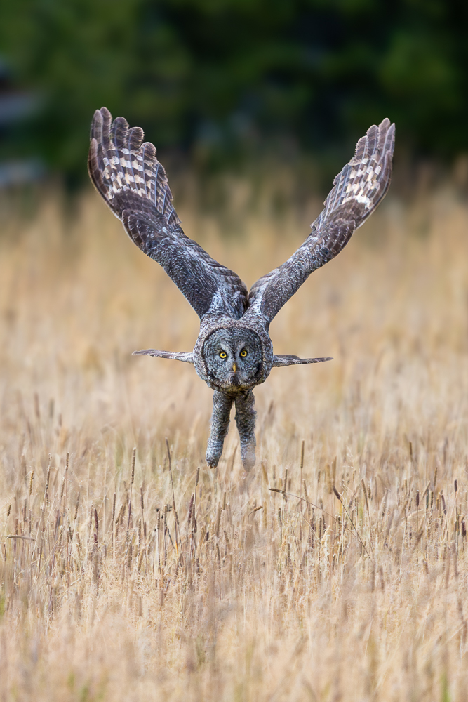 A great gray owl flying head on, over a field of golden grass