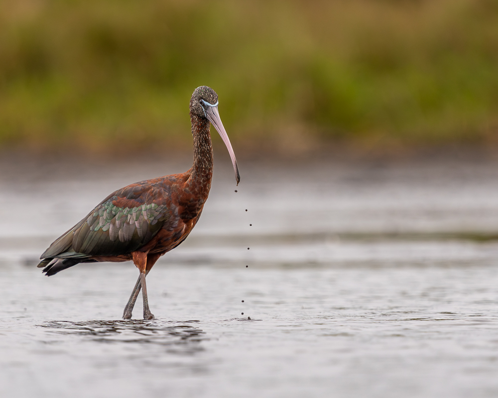 A glossy ibis wades in the water with muddy water dripping from its beak