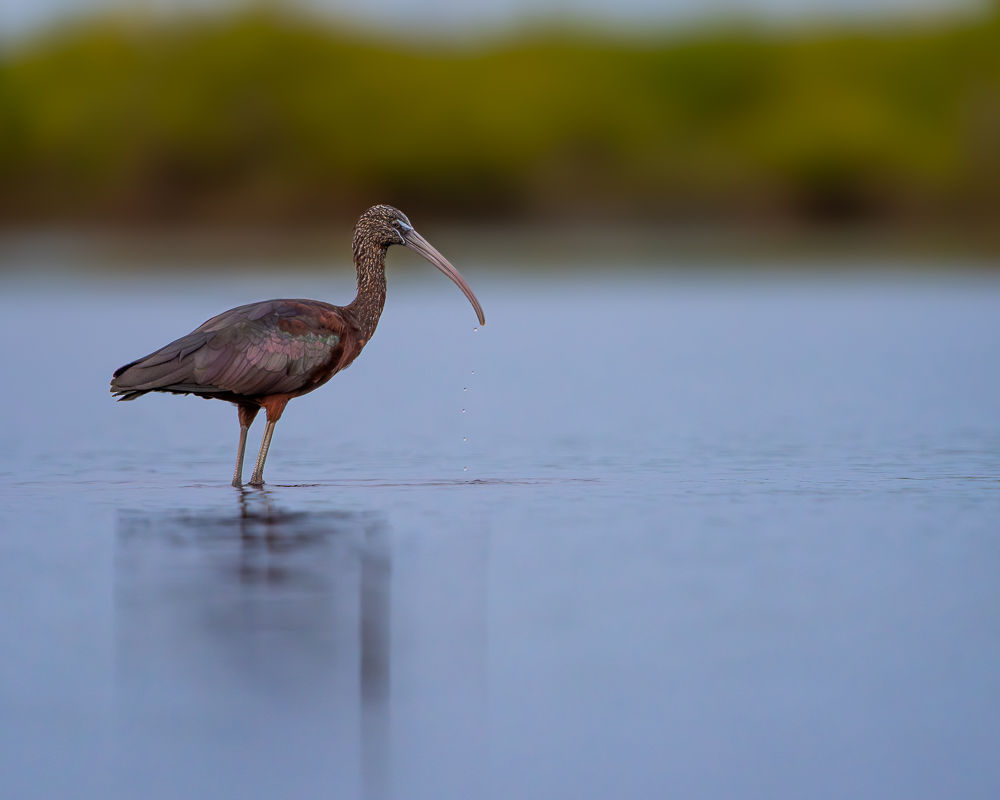 A glossy ibis standing in calm, shallow water