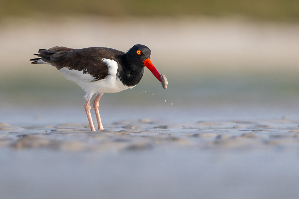 An American oystercatcher standing on the beach with a small oyster in its beak